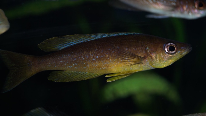 Cyprichromis microlepidotus 'Mabilibili Bay'